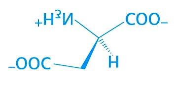 Las reacciones del ciclo de la urea UREA rnitina Arginina H 2 arginasa arbamoil fosfato ornitina