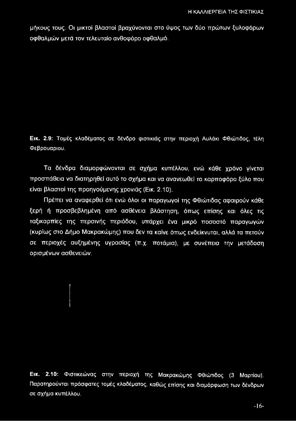 9: Τομές κλαδέματος σε δένδρο φιστικιάς στην περιοχή Αυλάκι Φθιώτιδος, τέλη Φεβρουάριου.