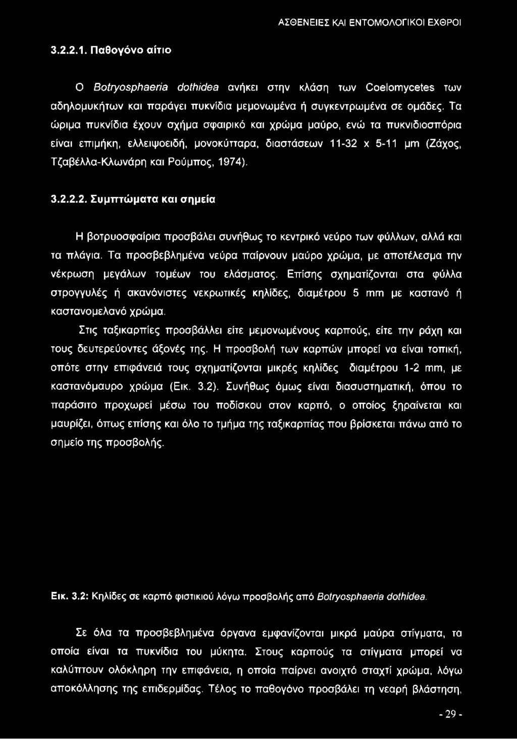 χ 5-11 μιπ (Ζάχος, Τζαβέλλα-Κλωνάρη και Ρούμπος, 1974). 3.2.2.2. Συμπτώματα και σημεία Η βοτρυοσφαίρια προσβάλει συνήθως το κεντρικό νεύρο των φύλλων, αλλά και τα πλάγια.