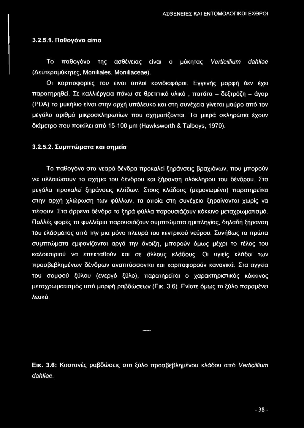 Σε καλλιέργεια πάνω σε θρεπτικό υλικό, πατάτα - δεξτρόζη - άγαρ (ΡϋΑ) το μυκήλιο είναι στην αρχή υπόλευκο και στη συνέχεια γίνεται μαύρο από τον μεγάλο αριθμό μικροσκληρωτίων που σχηματίζονται.
