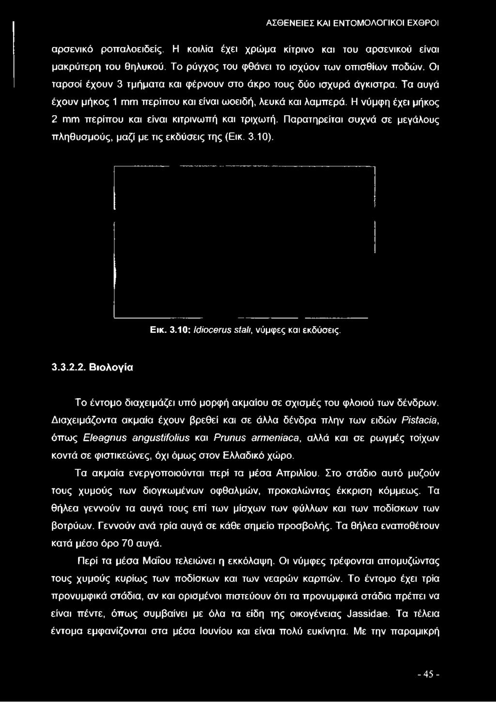 ΑΣΘ ΕΝΕΙΕΣ ΚΑΙ ΕΝΤΟΜ Ο ΛΟ ΓΙΚΟ Ι ΕΧΘΡΟΙ αρσενικό ροπαλοειδείς. Η κοιλία έχει χρώμα κίτρινο και του αρσενικού είναι μακρύτερη του θηλυκού. Το ρύγχος του φθάνει το ισχύον των οπισθίων ποδών.