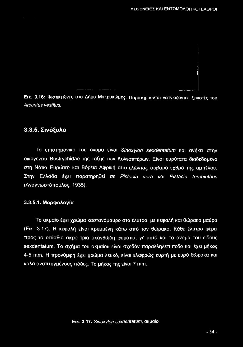 Σινόξυλο Το επιστημονικό του όνομα είναι Sinoxylon sexdentatum και ανήκει στην οικογένεια Bostrychidae της τάξης των