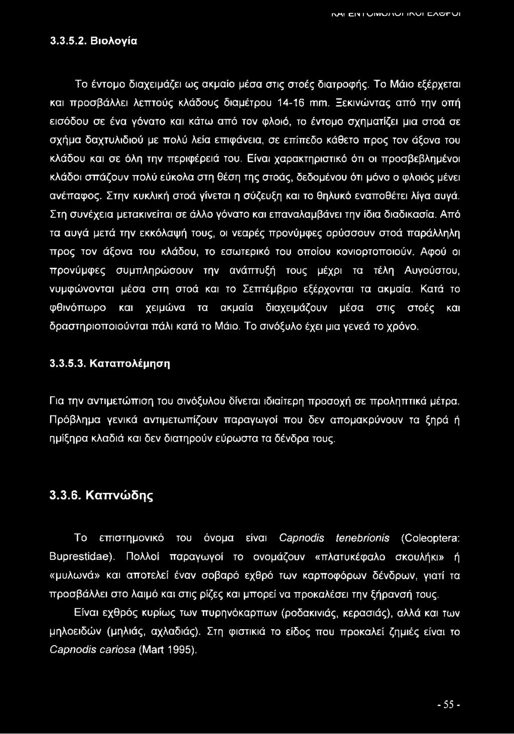 την περιφέρειά του. Είναι χαρακτηριστικό ότι οι προσβεβλημένοι κλάδοι σπάζουν πολύ εύκολα στη θέση της στοάς, δεδομένου ότι μόνο ο φλοιός μένει ανέπαφος.