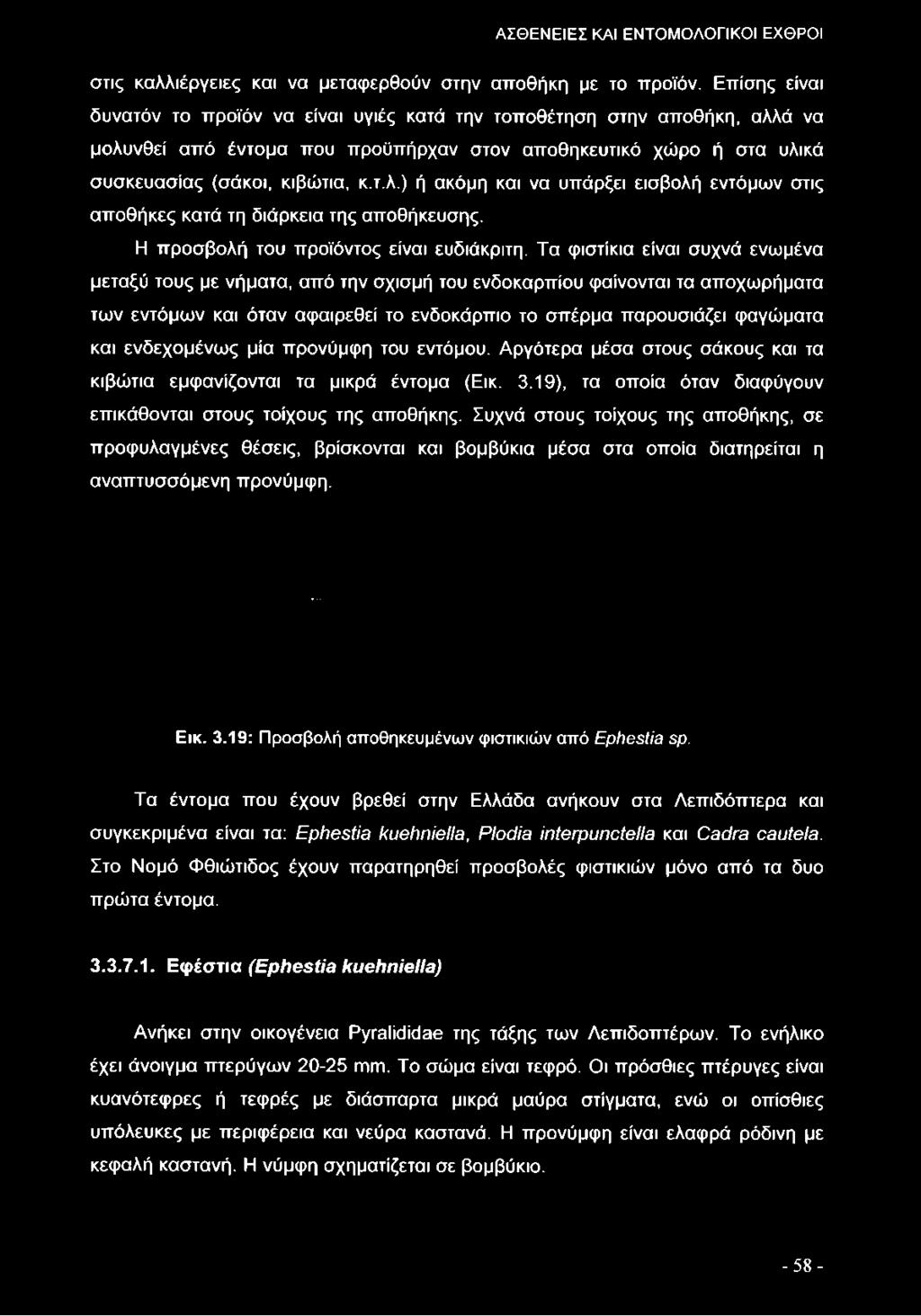 ενδεχομένως μία προνύμφη του εντόμου. Αργότερα μέσα στους σάκους και τα κιβώτια εμφανίζονται τα μικρά έντομα (Εικ. 3.19), τα οποία όταν διαφύγουν επικάθονται στους τοίχους της αποθήκης.