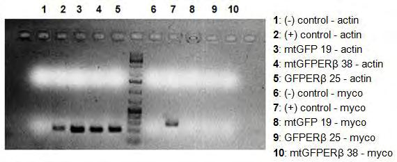 κάνουμε nucleotide BLAST (Blastn), με σκοπό τη διερεύνηση πιθανής συμπληρωματικότητας των αλληλουχιών που μας ενδιαφέρουν σε όλο το γονιδίωμα του υπό μελέτη οργανισμού (στην περίπτωσή μας mus