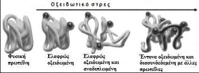 βρίσκονται σε μια λειτουργική περιοχή για την πρωτεΐνη ή σε μερική αποδιάταξή της (Εικόνα 4 ).