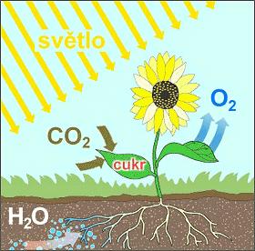 Fotosyntéza 6CO 2 + 12H 2 O + svetlo ----> C 6 H 12 O 6 + 6H 2 O + 6O 2 Rastliny
