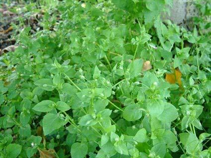 ΦΥΤΌ:: Στελλάρια Είναι ένα από τα φυτά που προτιμούν τα καναρίνια, περιέχει σαπωνίνη, βιταμίνη C, νιασίνη, βιταμίνη Β1, Β2, Α,