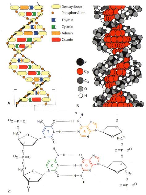 Zgradba DNK: dvojna