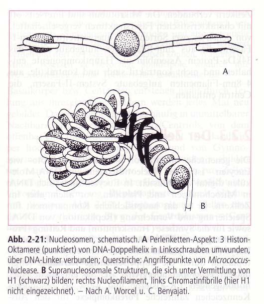 Nukleosom je ponavljajoča strukturna enota evkariontskega kromatina, v kateri je molekula DNK ovita okrog proteinskega