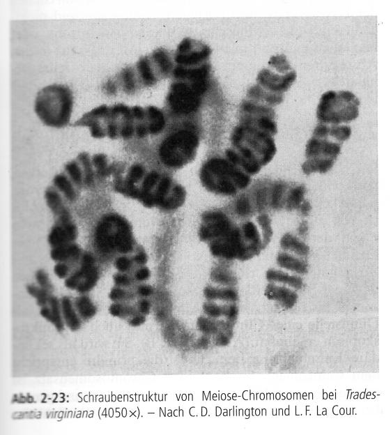 Kromosomi