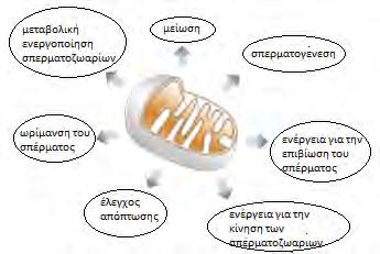 Η αρχιτεκτονική οργάνωση των μιτοχονδρίων χαρακτηρίζεται από πλαστικότητα. Τα συστατικά του μπορούν να διασπώνται ή να συγχωνεύονται προκαλώντας την αλλαγή του σχήματος από ωοειδές σε νηματοειδές.