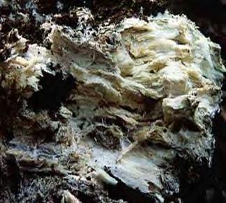 ostreatus κ.α.) περιλαμβάνουν όμως και είδη του φύλλου Ascomycota (π.χ. Xylaria polymorpha, X. hypoxylon κ.α). (Rabinovich et al., 2004).