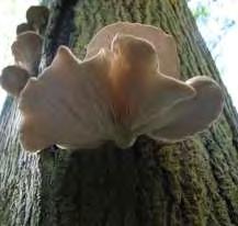 1.8 Pleurotus ostreatus Ο μύκητας λευκής σήψης Pleurotus ostreatus ανήκει στο φύλο Basidiomycota, της κλάσης Agaricomycetes, της τάξης Agaricales, της οικογένειας Tricholomataceae, του γένους