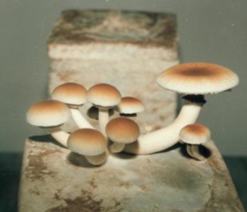 Εικόνα 1.3.: Καρποφορία του μανιταριού Agrocybe aegerita 1.6 Διατροφικές ιδιότητες των εδώδιμων μανιταριών και του A.