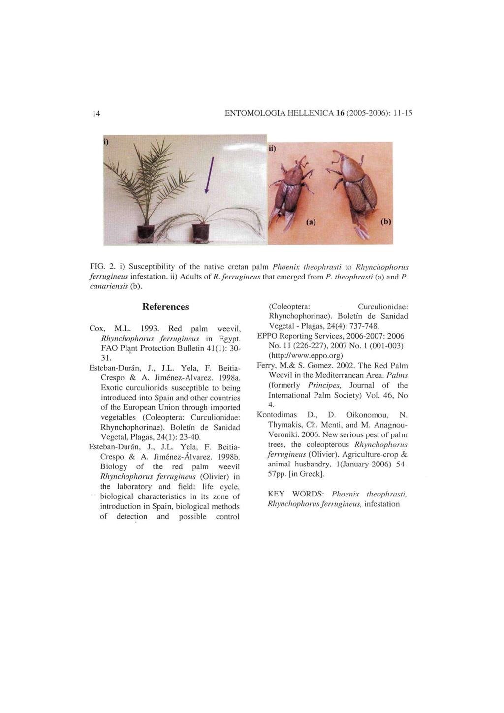 14 ENTOMOLOGIA HELLENIC A 16 (2005-2006): 11-15 FIG. 2. i) Susceptibility of the native Cretan palm Phoenix theophrasti to Rhynchophorus ferrugineus infestation, ii) Adults of R.