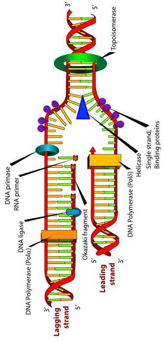Αναδιπλασιασμός DNA 1 μόριο DNA=2 πολυνουκλεοτιδικές αλυσίδες: συμπληρωματικές αντιπαράλληλες