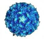 1.1.2.1 Polioviruses Εικόνα 1: Poliovirus 1 (Hogle, et.al 2002).