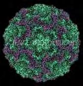 1.1.2.2 Echoviruses Εικόνα 2: Echovirus 7 (sciencephoto.com) Murphy M, et.al 1996).