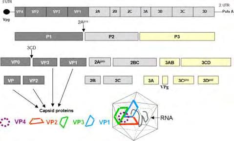 1.4.2 Μετάφραση του ιικού RNA-πρωτεόλυση της ιικής πολυπρωτεΐνης.