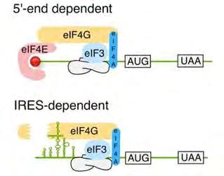 δομημένων RNA-δομών. Έτσι διαπιστώθηκε ότι τα ριβοσώματα δεν ανιχνεύουν τις 5 - αμετάφραστες περιοχές, αλλά δεσμεύονται σε μια εσωτερική αλληλουχία.