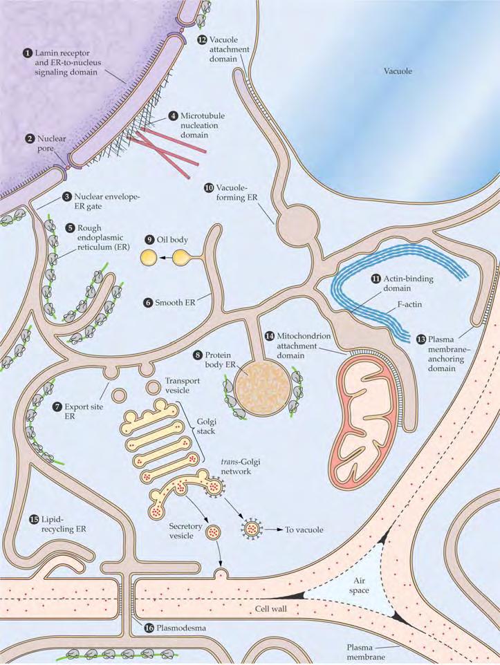 Celične membrane sodelujejo v