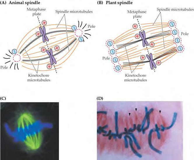 Mikrotuboli sestavljajo