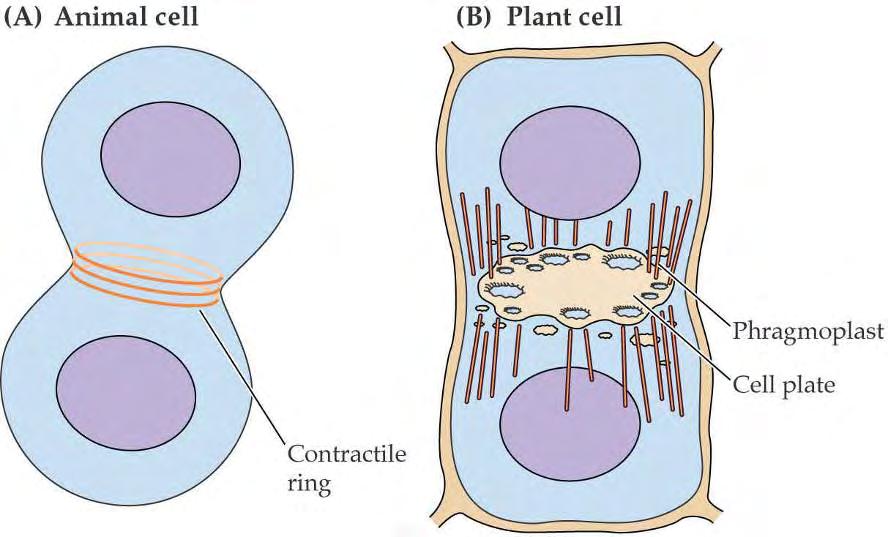Pri delitvirastlinskih celic tvorijo mikrotuboli pred citokinezo preddelitveni obroč, ki