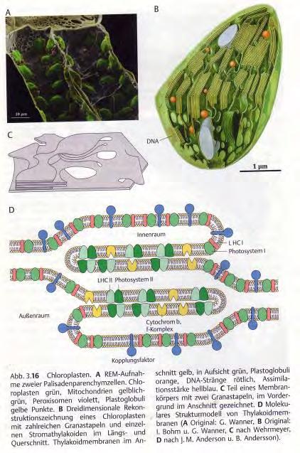 Kloroplast brstnic