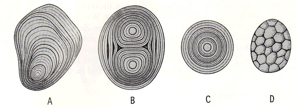 Različni tipi amiloplastov: A asimetrični (krompir);