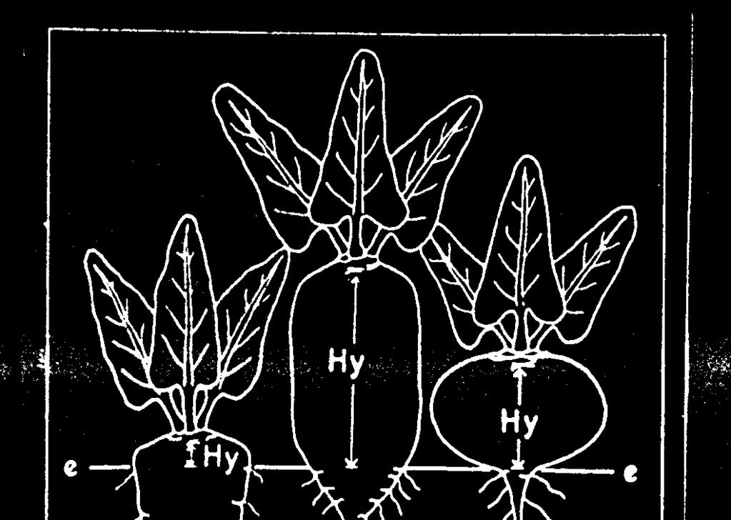Vegetativni