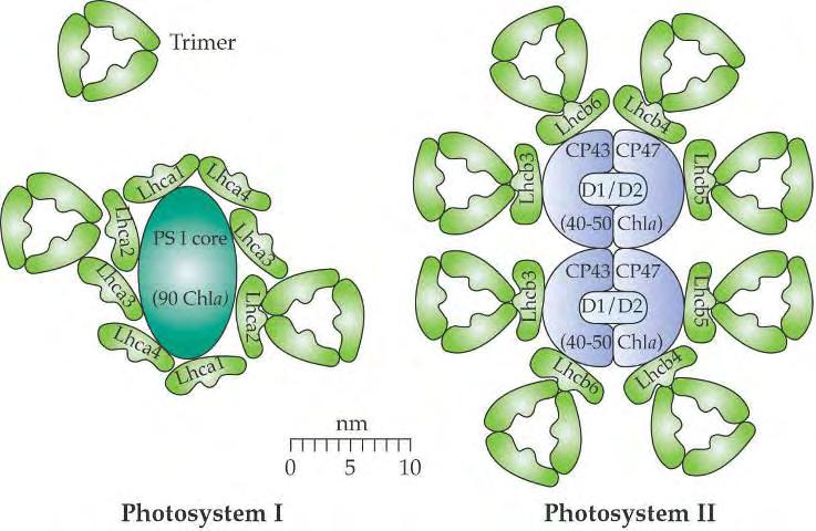 Model zgradbe fotosinteznih centrov
