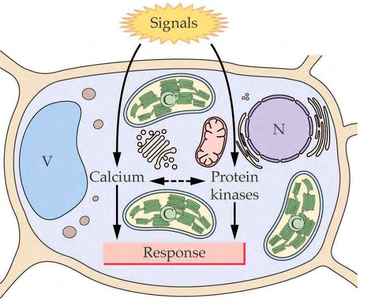 Membrane so