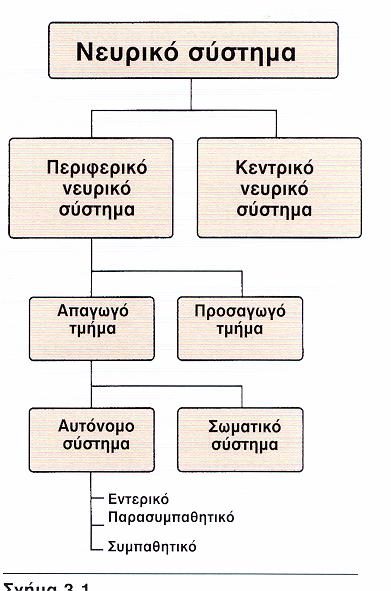 Σωματικό Νευρικό Σύστημα (ΣΝΣ): - σκελετικά μυϊκά κύτταρα Αυτόνομο Νευρικό Σύστημα