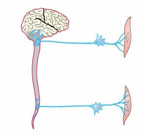 νευρώνες του συμπαθητικού προέρχονται από