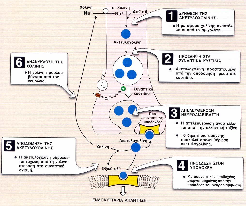 ΧΟΛΙΝΕΡΓΙΚΗ ΝΕΥΡΟΔΙΑΒΙΒΑΣΗ (1) H Ach είναι νευροδιαβιβαστής σε 6 συνάψεις: - στις μεταγαγγλιακές του παρασυμπαθητικού - στα