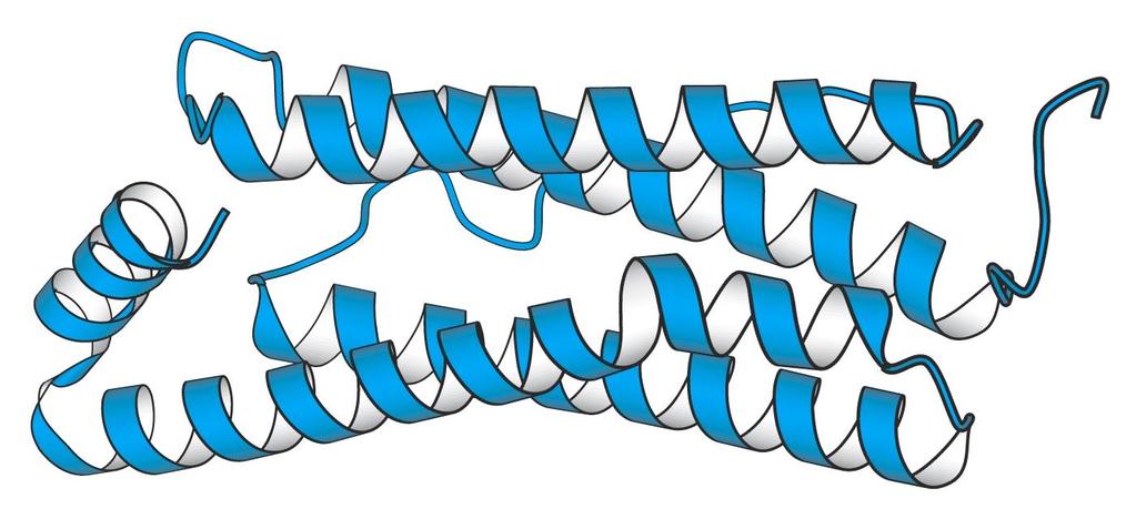 Πρόβλεψη Pauling & Corey 6 χρόνια πριν την επίλυση της δομής της μυοσφαιρίνης Η διαμόρφωση της πολυπεπτιδικής αλυσίδας μπορεί να
