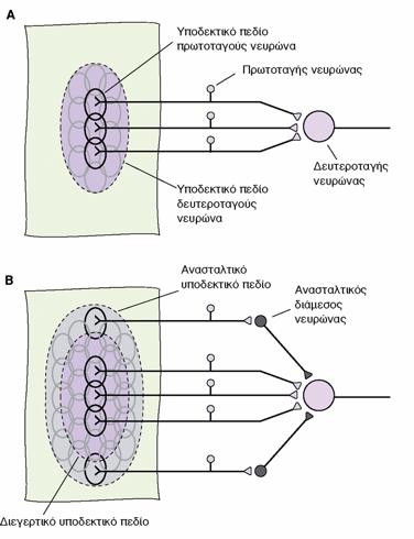 Υποδεκτικά πεδία νευρώνων ανώτερης τάξης