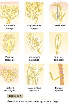 Υποδοχείς σωματοαισθητικού συστήματος Μηχανοϋποδοχείς Ταχέως προσαρμοσμένοι υποδοχείς Υποδοχείς θυλάκων των τριχών τριχωτό δέρμα Σωμάτια Meissner λείο δέρμα Σωμάτια Pacini υποδόριος ιστός Βραδέως