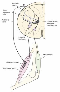 Ρύθμιση των αντανακλαστικών από κατιούσες οδούς Νευρώνες από τον εγκέφαλο συνάπτωνται με