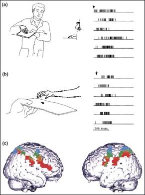 Mirror neurons «Νευρώνες καθρέπτες» Προκινητική περιοχή Βρεγματικός λοβός Πρωτοταγής κινητκός