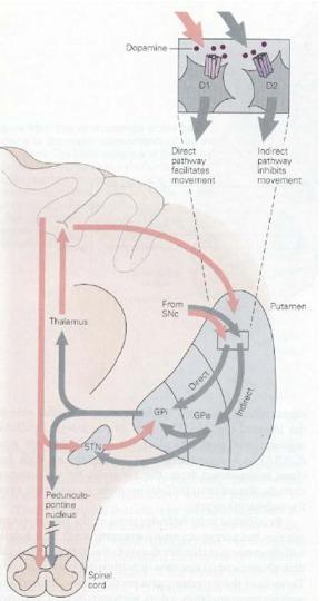 Βασικά γάγγλια Κινητικό κύκλωμα SNc Ντοπαµίνη Έξω ωχρή σφαίρα Ραβδωτό