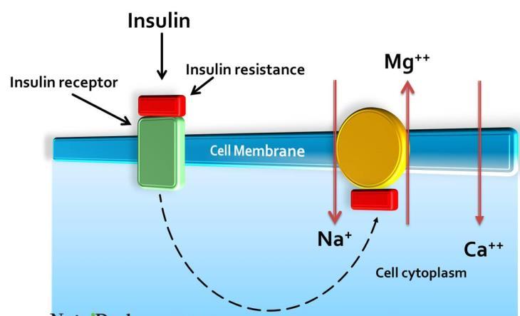 Η μειονεκτική αυτοφωσφορυλίωση του υποδοχέα της ινσουλίνης είναι ο σημαντικός μηχανισμός με τον οποίο η υπομαγνησιαιμία συμβάλλει στην αντίσταση στην ινσουλίνη στα άτομα με ΣΔ.