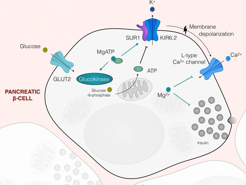 Μαγνήσιο και έκκριση ινσουλίνης Gommers L et al. Diabetes 2016;65:3 13 1 η δράση : Η δράση της γλυκοκινάσης εξαρτάται από το MgATP -2.