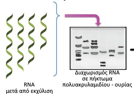 Ανάλυση κατά Southern: DNA (πήκτωμα αγαρόζης) 2.