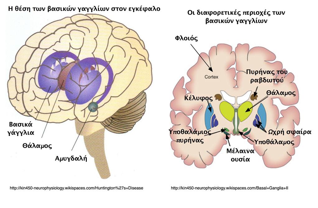 Εικόνα 1.11 Η θέση των βασικών γαγγλίων στον εγκέφαλο Ο ιππόκαµπος (Εικόνα 1.13) είναι µια εγκεφαλική δοµή σε σχήµα C, η οποία βρίσκεται εσωτερικά στον κροταφικό λοβό.