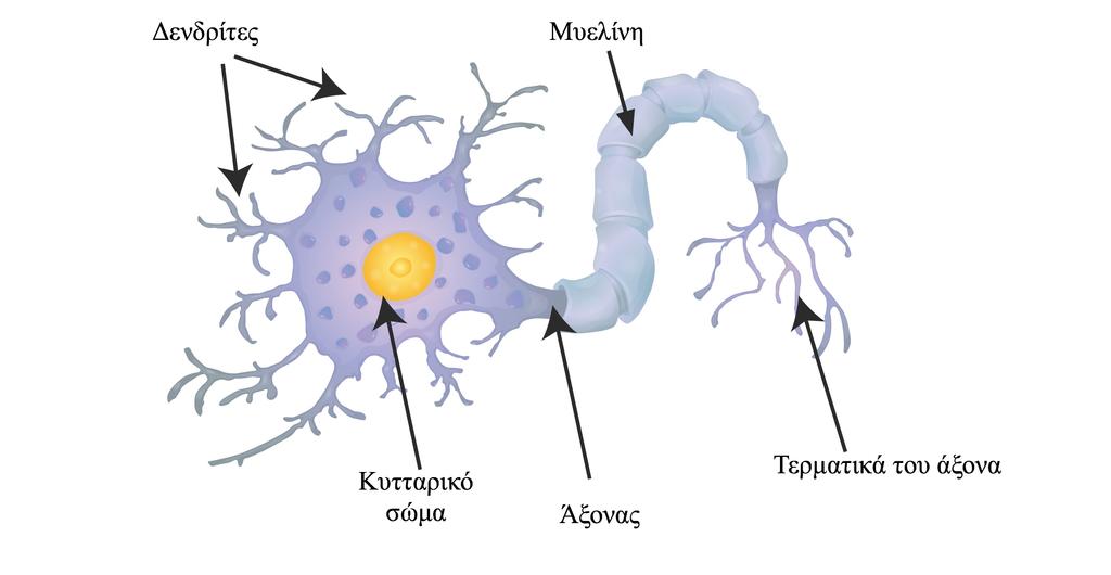 Βαθµιδωτά δυναµικά στους δενδρίτες, δυναµικά ενεργείας στον άξονα. Εικόνα 1.2 Σύγκριση του νευρικού κυττάρου µε άλλα κύτταρα του σώµατος Εικόνα 1.