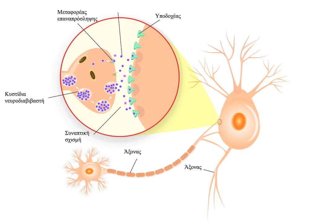 1.3 Τα νευρογλοιακά κύτταρα Τα νευρογλοιακά κύτταρα που συµµετέχουν στο σχηµατισµό του ελύτρου της µυελίνης είναι τα κύτταρα Schwann στο περιφερειακό νευρικό σύστηµα και τα ολιγοδενδροκύτταρα στο