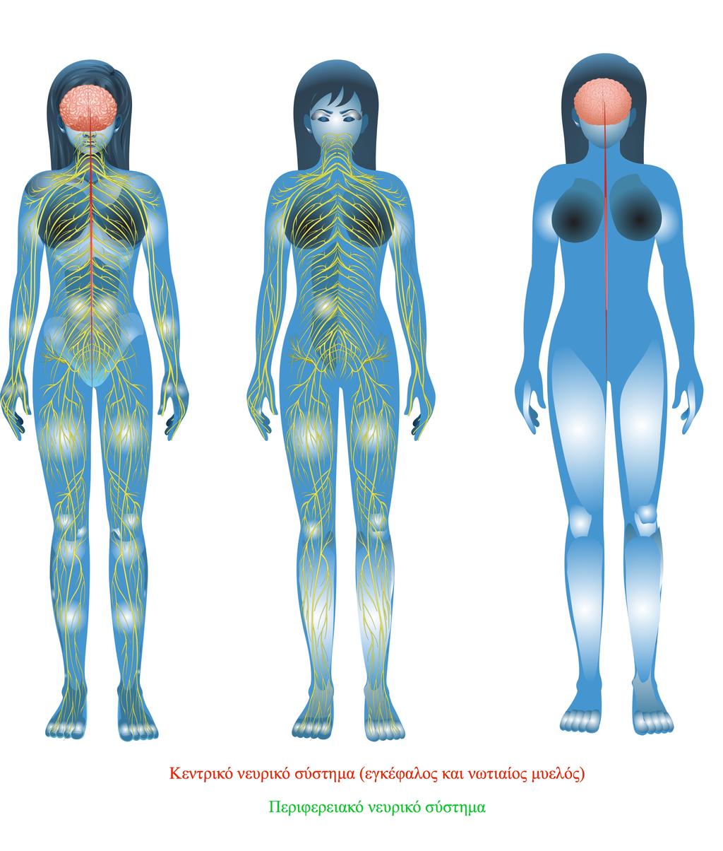 1.8 Μακροσκοπική Νευροανατοµία Το νευρικό σύστηµα µπορούµε να το χωρίσουµε σε δύο βασικά µέρη: στο κεντρικό νευρικό σύστηµα και στο περιφερειακό νευρικό σύστηµα (Εικόνα 1.8).