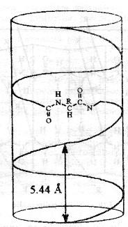 Referitor la această structură a fost admisă teoria lui Pauling şi Corey (1943), care au luat premiul Nobel în 1953.